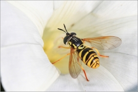 <p>PESTĚNKA Chrysotoxum cautum? (Jiříkov)</p>